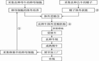 試管牛工廠化生產(chǎn) 技術(shù)流程與繁殖方式解析
